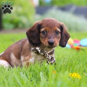 Tony, Dachshund Puppy